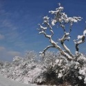 CAUSSE HIVERNAL  2010 - 2015