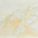 50x65